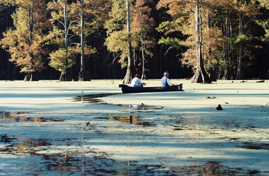 Meeman-Shelby Forest State Park, Tennessee, USA